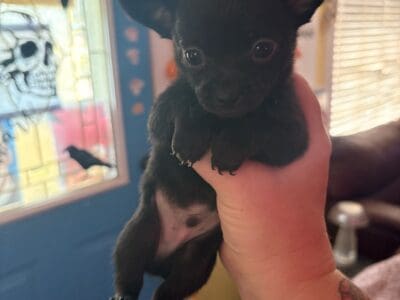 Chihuahua puppies