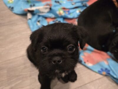 Pugzu/Bugg
