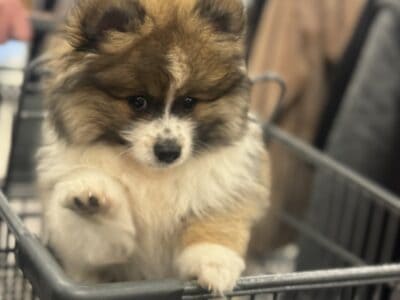 Pomeranian