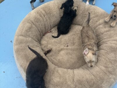 Puppies for sale