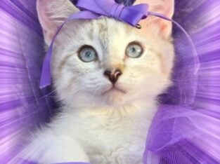Kittens Ahoy!