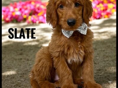 *Slate*