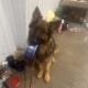 AKC German Shepherd puppies