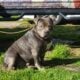 Pit Bull Puppies Available