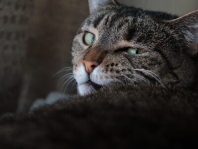 Tabby cat