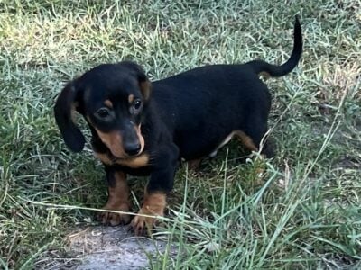 Chiweenie puppies