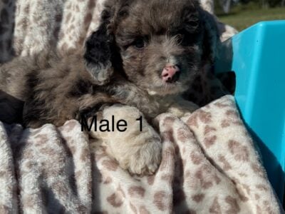 Mini Bernedoodle