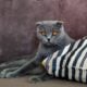 Purebred Scottish Fold Kittens – New York