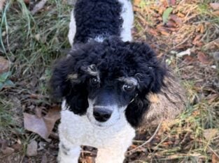 AKC Jamie