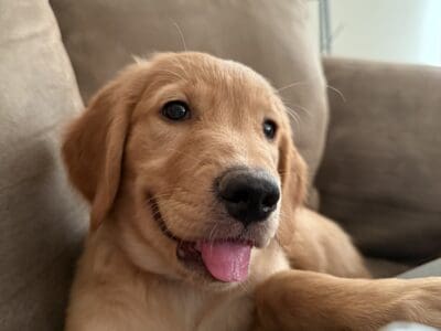 Golden Retriever