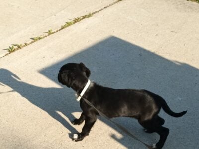 Puppy for Sale