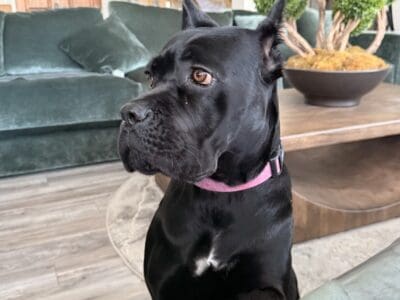 Cane Corso