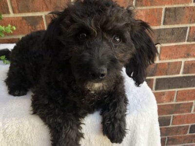 Oscar