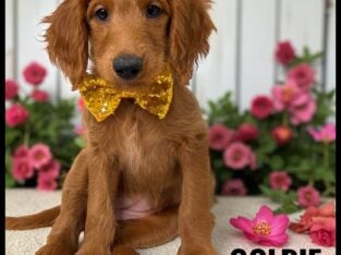 *Goldie*
