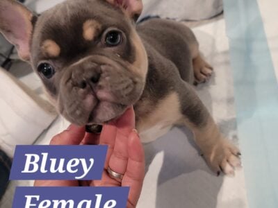 bluey