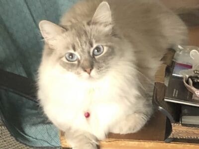 Blue eyes