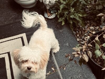 White Havanese