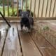 Male Frenchie For Sale