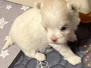 Maltese puppies