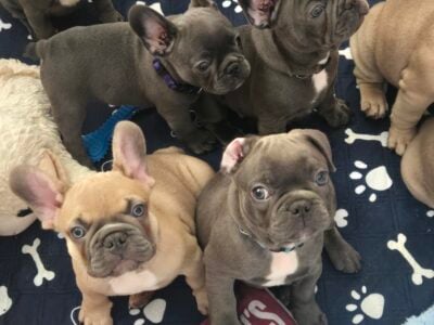 Puppies for sale