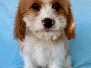 cava poo Puppies