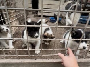 Inuit Dog Puppies