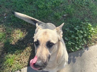 German shepherd