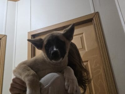 American akita