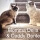 Mixed Ragdoll Kittens (2-1/2 months old)