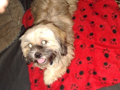 5month old Shihtzu