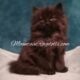 Chocolate Pointed Ragdolls