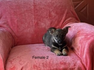 Please help Rescued Corgi mix puppies – in Ohio