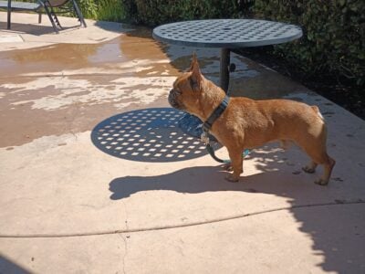French Bulldog