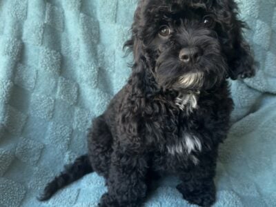 Cavapoo Boy