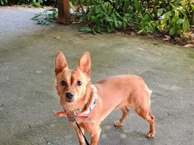 Chiweenie