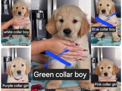 Golden Retrievers