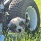AKC health tested Mini/Toy Aussies