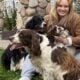 Springerdoodle puppies ready for your family