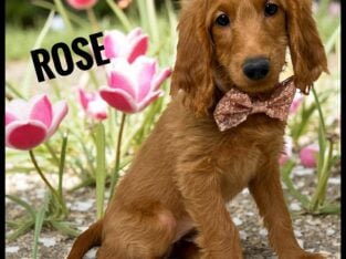 *Rose*
