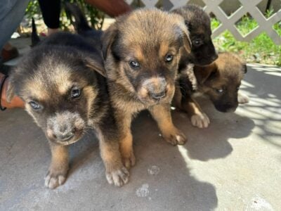 Full breed