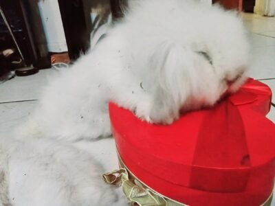 Teddy widder bunny