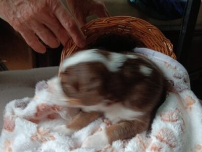 puppies for sale