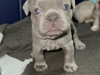 Frenchie puppies
