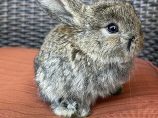Fluffy Holland Lops