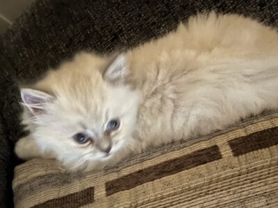 Lilac point kitten