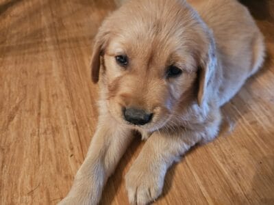 Sweet Maggie