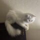 Lilac point kitten