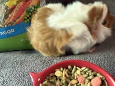 Young Guinea Pigs