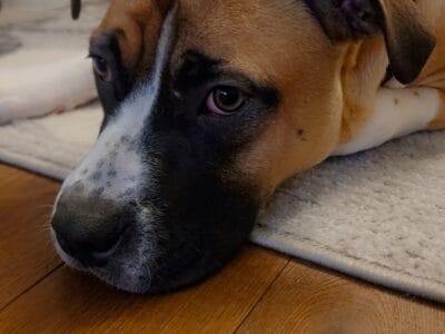 Dog for sale