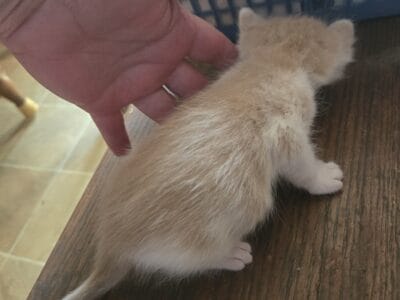Kittens available
